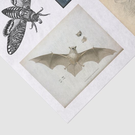 Ontkoppeling van het collectie Halloween Tissuepapier (Detail)