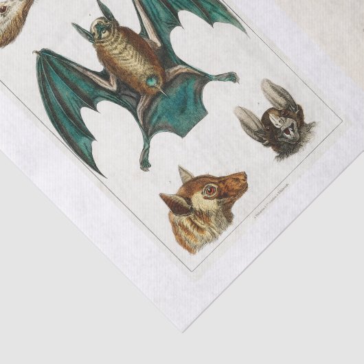 Ontkoppeling van het collectie Halloween Tissuepapier (Detail)