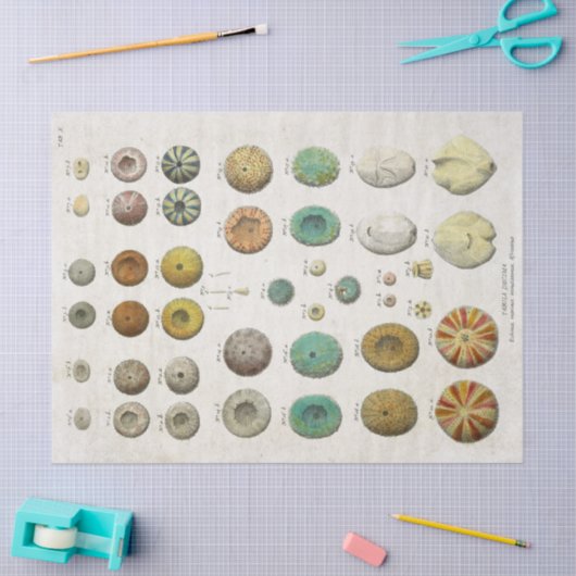  ontkoppeling van het mariene leven tissuepapier (Craft)