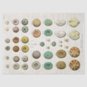  ontkoppeling van het mariene leven tissuepapier (Voorkant)