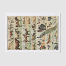 Ontkoppeling van  landbouwhuisdieren tissuepapier