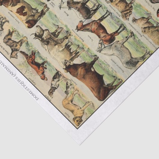 Ontkoppeling van  landbouwhuisdieren tissuepapier (Detail)