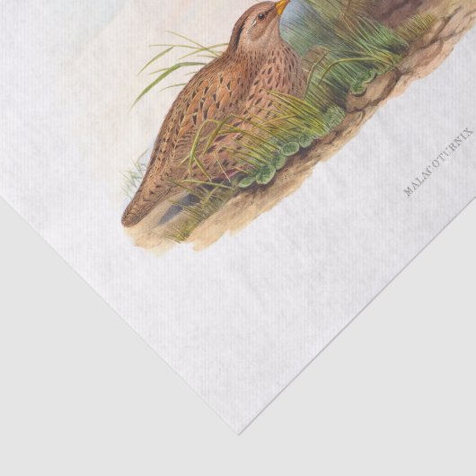 Ontkoppeling van mountain Quail Tissuepapier (Detail)