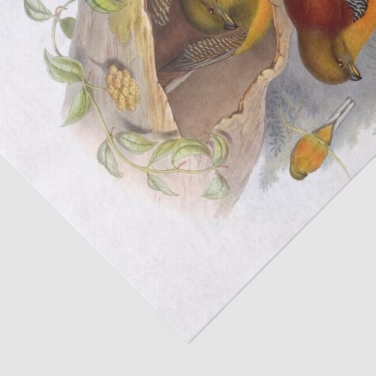 Ontkoppeling van mountaintrogon tissuepapier (Detail)