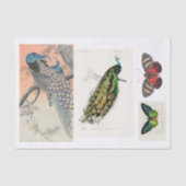 Ontkoppeling van peracock en vlinder tissuepapier (Voorkant)