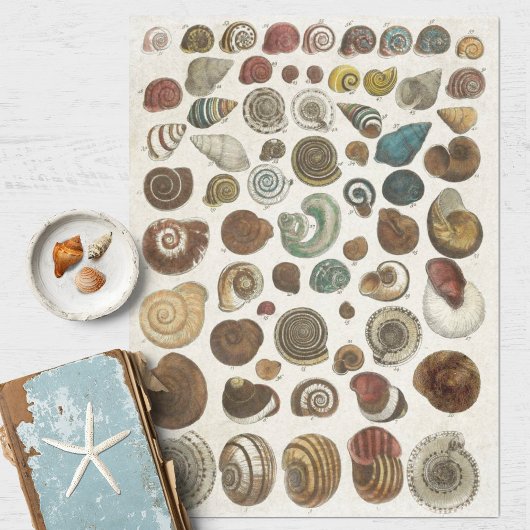 Ontkoppeling van  wetenschappelijke zeedoppen tissuepapier