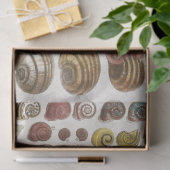 Ontkoppeling van  wetenschappelijke zeedoppen tissuepapier (Geschenk)