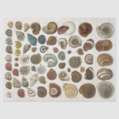 Ontkoppeling van  wetenschappelijke zeedoppen tissuepapier (Voorkant)