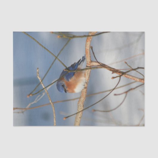 Ontkoppeling wintervogel tissuepapier (Voorkant)