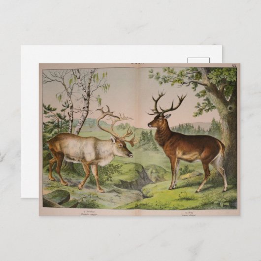 ontkoppelingskunst van Deer Stag Ephemera Briefkaart (Voorkant / Achterkant)