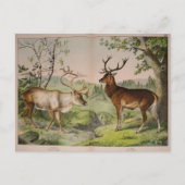 ontkoppelingskunst van Deer Stag Ephemera Briefkaart (Voorkant)
