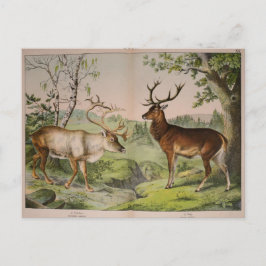 ontkoppelingskunst van Deer Stag Ephemera Briefkaart