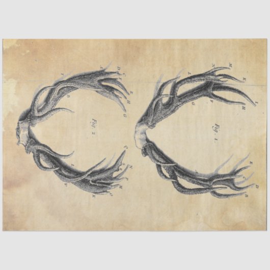 Ontkoppelpapier voor Antler Tissuepapier (Voorkant)