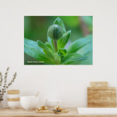 Ontluiken in de lente poster (Keuken)