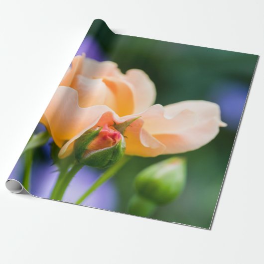ontluikende begeerte cadeaupapier (Uitgerold)