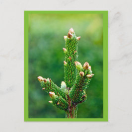 Ontluikende kerstboom Briefkaart