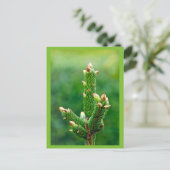 Ontluikende kerstboom Briefkaart (Staand voorkant)