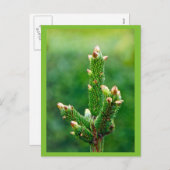 Ontluikende kerstboom Briefkaart (Voorkant / Achterkant)