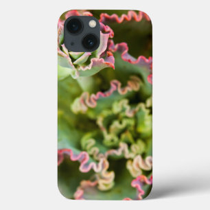 Ontluikende knop van een Echeveria Plant iPhone 13 Hoesje