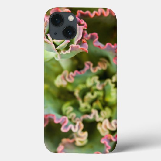 Ontluikende knop van een Echeveria Plant Case-Mate iPhone Case (Achterkant)
