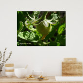 ontluikende tomaat poster (Keuken)