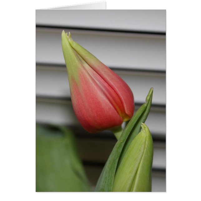 ontluikende tulp (Voorkant)