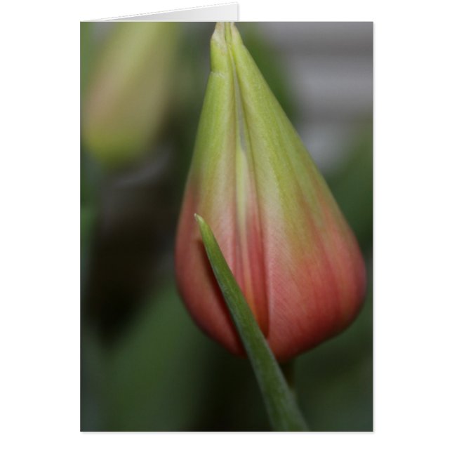 Ontluikende tulp #2 (Voorkant)