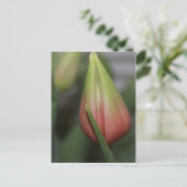 Ontluikende tulp #2 briefkaart (Staand voorkant)