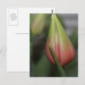 Ontluikende tulp #2 briefkaart (Voorkant / Achterkant)