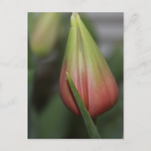 Ontluikende tulp #2 briefkaart (Voorkant)