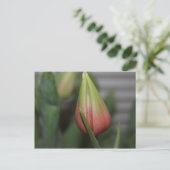Ontluikende tulp #2 briefkaart (Staand voorkant)