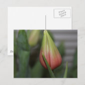 Ontluikende tulp #2 briefkaart (Voorkant / Achterkant)