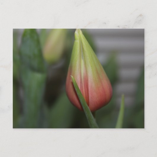 Ontluikende tulp #2 briefkaart (Voorkant)