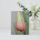 Ontluikende tulp #3 briefkaart (Staand voorkant)
