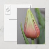 Ontluikende tulp #3 briefkaart (Voorkant / Achterkant)