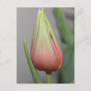 Ontluikende tulp #3 briefkaart