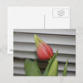 ontluikende tulp briefkaart (Voorkant / Achterkant)