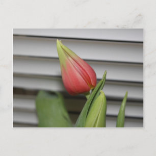 ontluikende tulp briefkaart
