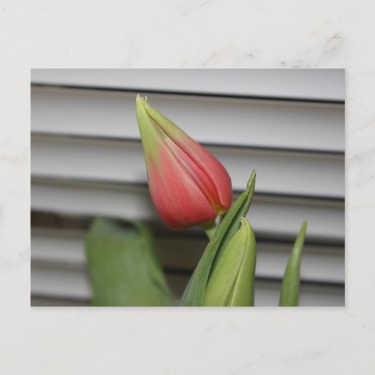 ontluikende tulp briefkaart (Voorkant)