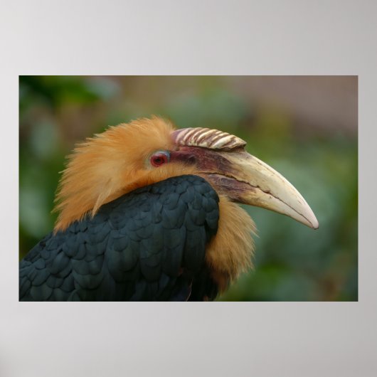 Ontmoeting met de mannelijke Blyth's Hornbill Poster (Voorkant)