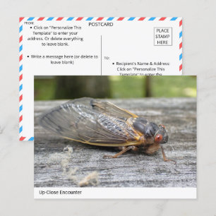 Ontmoeting met Natuur: Cicada Briefkaart