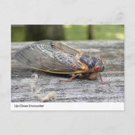 Ontmoeting met Natuur: Cicada Briefkaart (Voorkant)