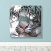 Ontmoeting met witte tijger canvas afdruk (Insitu (Houten vloer))