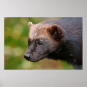 Ontmoeting met Wolverine Poster (Voorkant)