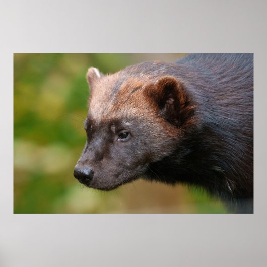 Ontmoeting met Wolverine Poster (Voorkant)