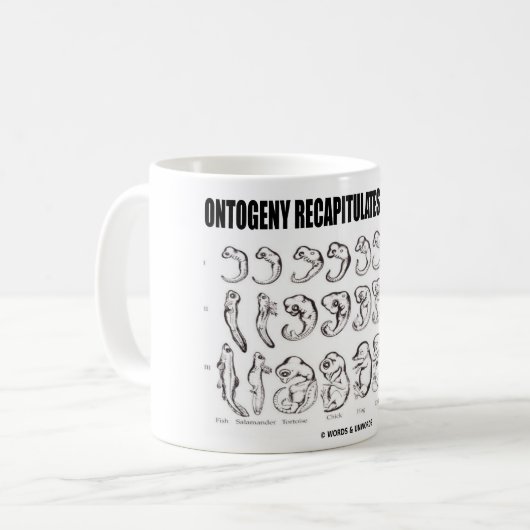 Ontogeny Recapitulaten Phylogeny (Biologie) Koffiemok (Voorkant links)
