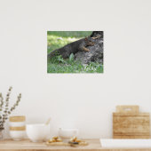 Ontspan eekhoorn rustend op boomwortels poster (Keuken)