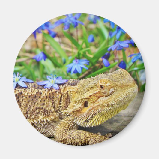 Ontspannen Bearded Dragon Magneet (Voorkant)