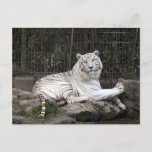 Ontspannen Bengalen Witte Tijger Fotografie Briefkaart