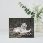 Ontspannen Bengalen Witte Tijger Fotografie Briefkaart (Staand voorkant)